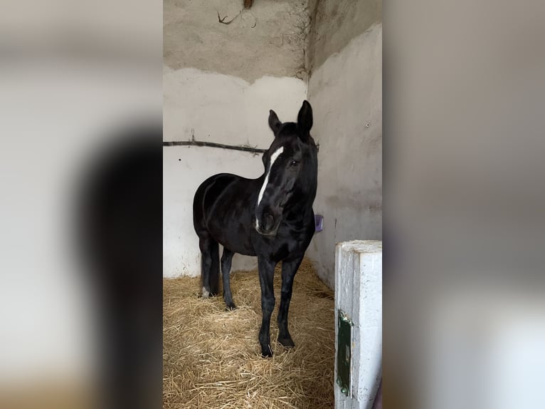 Koń westfalski Klacz 13 lat 164 cm Skarogniada in Baden bei Wien