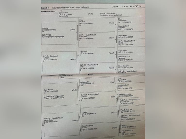 Koń westfalski Klacz 13 lat 165 cm Ciemnokasztanowata in Breda