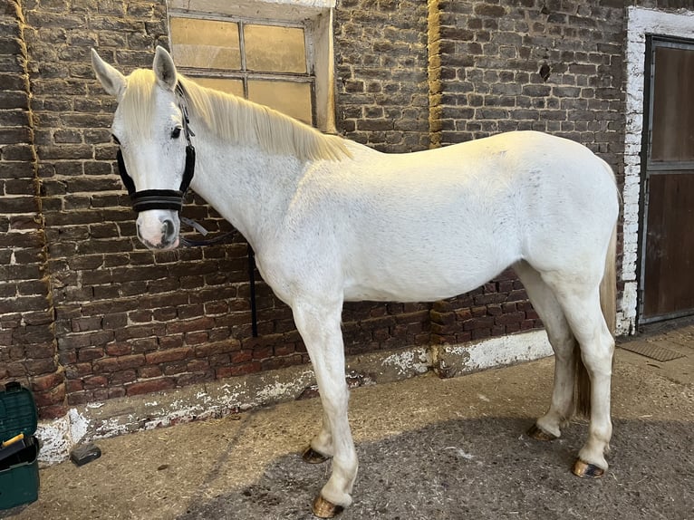 Koń westfalski Klacz 13 lat 165 cm Siwa in Aachen