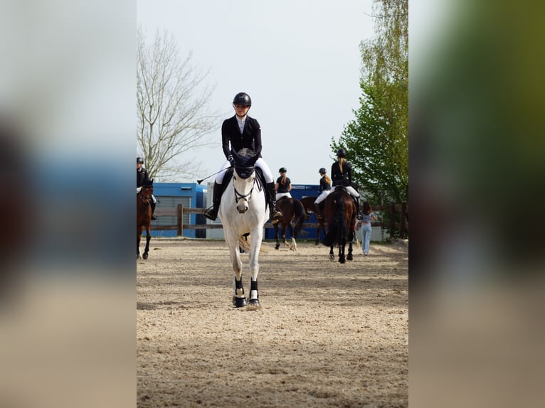 Koń westfalski Klacz 13 lat 165 cm Siwa in Frankenberg/Sachsen