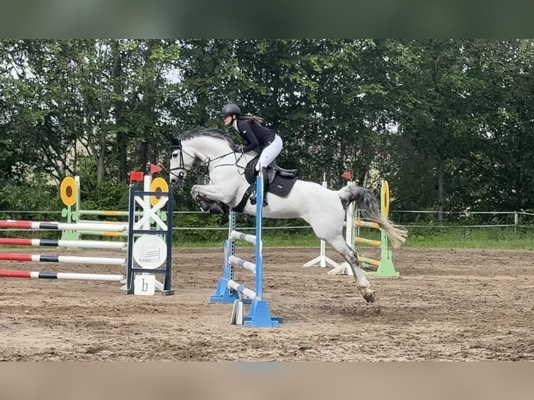 Koń westfalski Klacz 13 lat 165 cm Siwa in Frankenberg/Sachsen