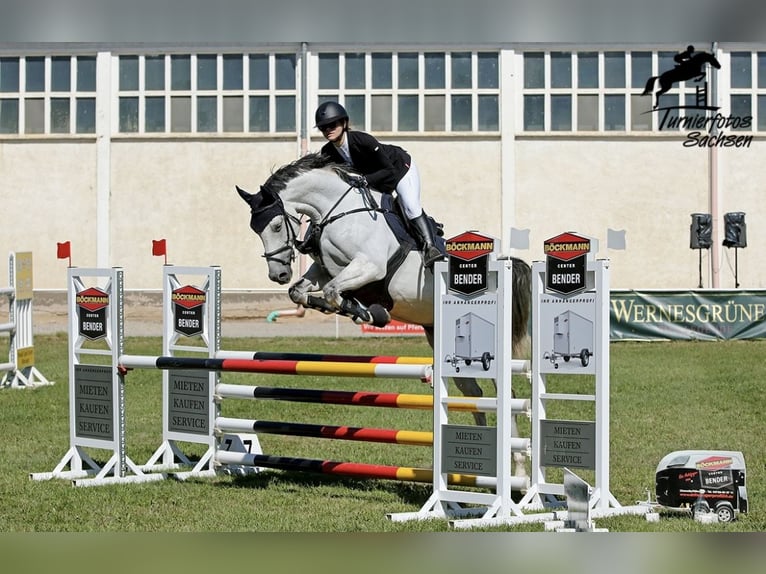 Koń westfalski Klacz 13 lat 165 cm Siwa in Frankenberg/Sachsen