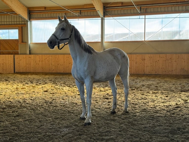 Koń westfalski Klacz 13 lat 167 cm Siwa in Weilerswist