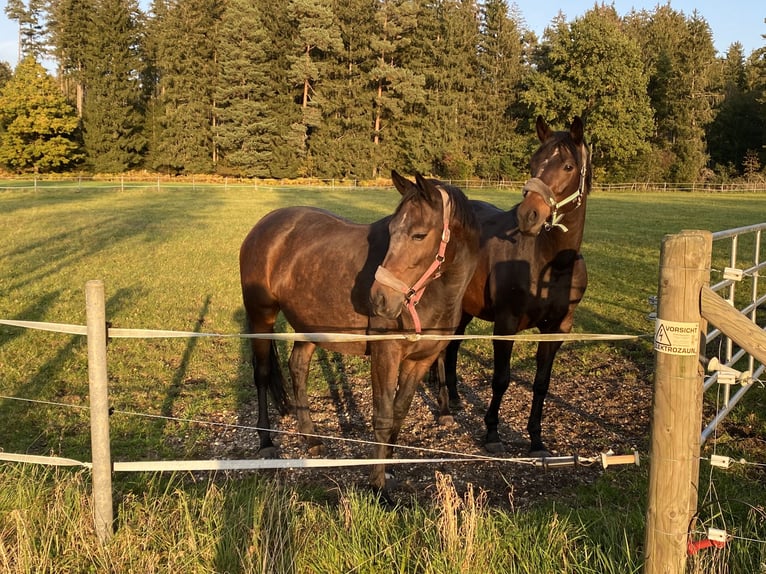 Koń westfalski Klacz 13 lat 169 cm Gniada in Illertissen