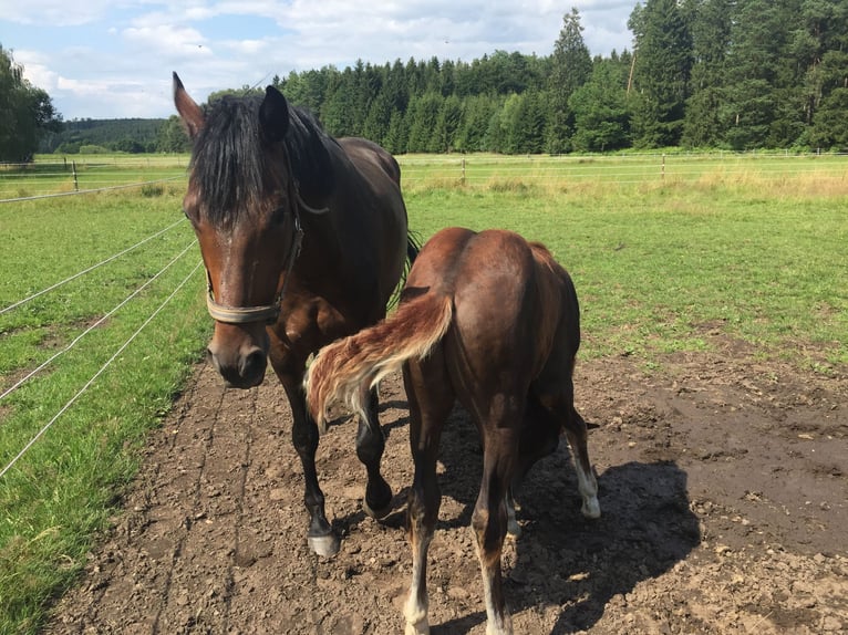 Koń westfalski Klacz 13 lat 169 cm Gniada in Illertissen