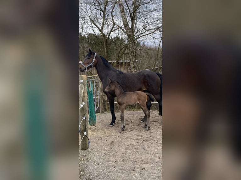 Koń westfalski Klacz 13 lat 169 cm Gniada in Illertissen