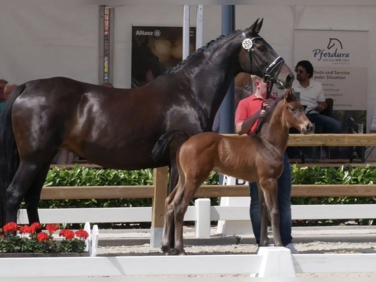 Koń westfalski Klacz 13 lat 170 cm Ciemnogniada in Spelle