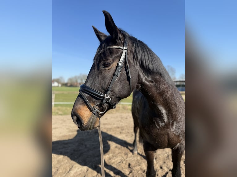 Koń westfalski Klacz 13 lat 170 cm Ciemnogniada in Spelle