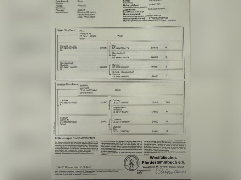 Koń westfalski Klacz 13 lat 170 cm Ciemnogniada in Spelle