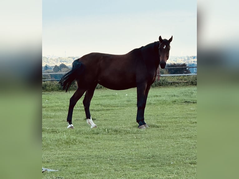 Koń westfalski Klacz 13 lat 170 cm Gniada in Viersen
