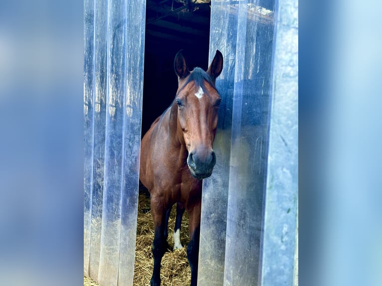Koń westfalski Klacz 13 lat 170 cm Gniada in Viersen