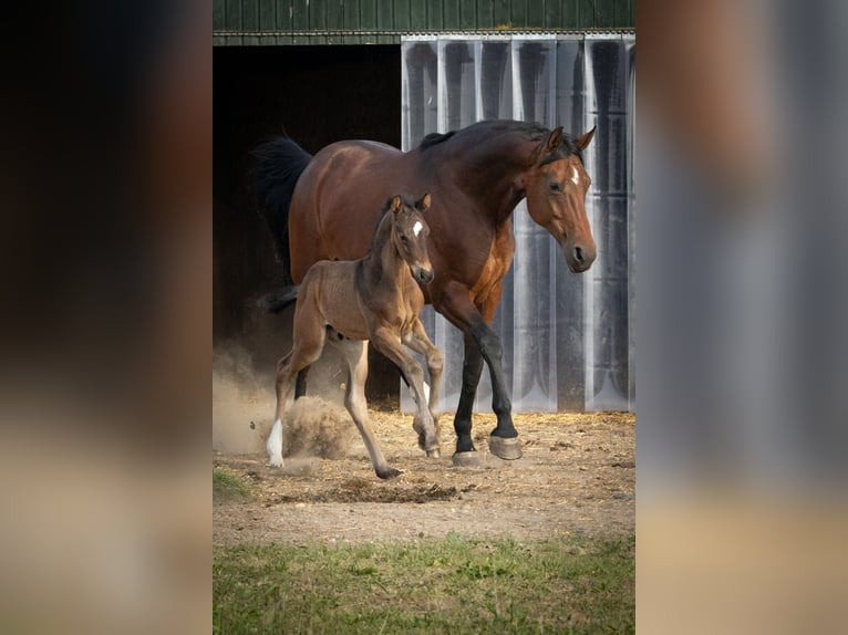 Koń westfalski Klacz 13 lat 170 cm Gniada in Viersen