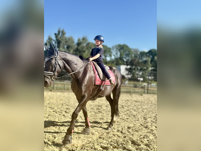 Koń westfalski Klacz 13 lat 170 cm Kara in Sprockhövel