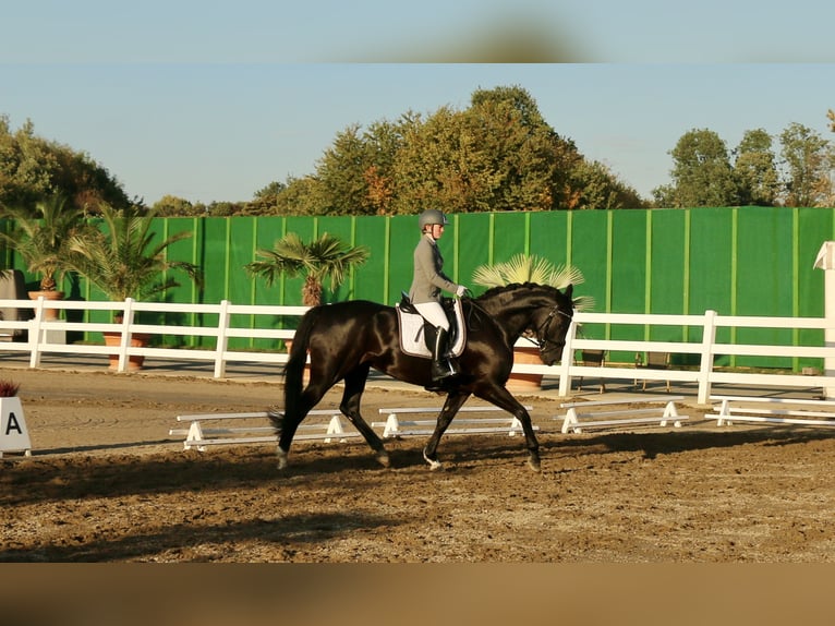 Koń westfalski Klacz 13 lat 170 cm Kara in Sprockhövel