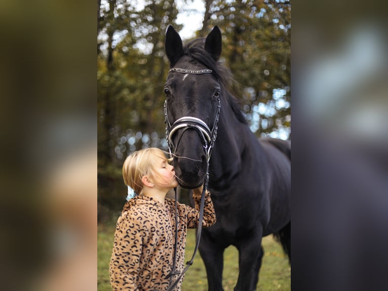 Koń westfalski Klacz 13 lat 170 cm Kara in Sprockhövel