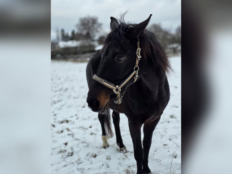 Koń westfalski Klacz 13 lat 172 cm Ciemnogniada in Mückeln