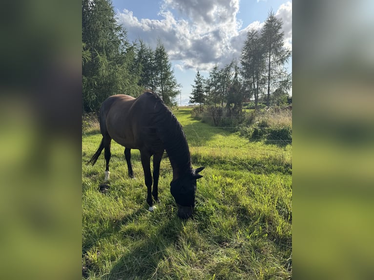 Koń westfalski Klacz 13 lat 172 cm Ciemnogniada in Mückeln