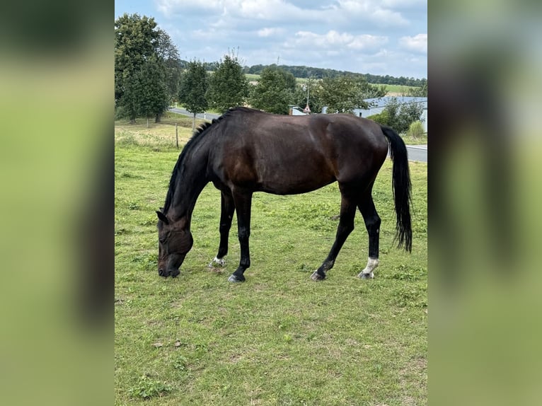Koń westfalski Klacz 13 lat 172 cm Ciemnogniada in Oberscheidweiler