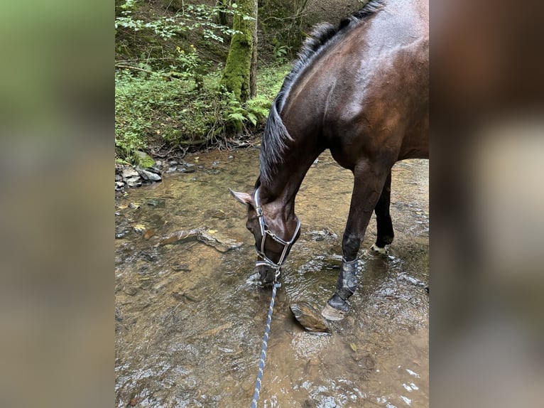Koń westfalski Klacz 13 lat 172 cm Ciemnogniada in Oberscheidweiler