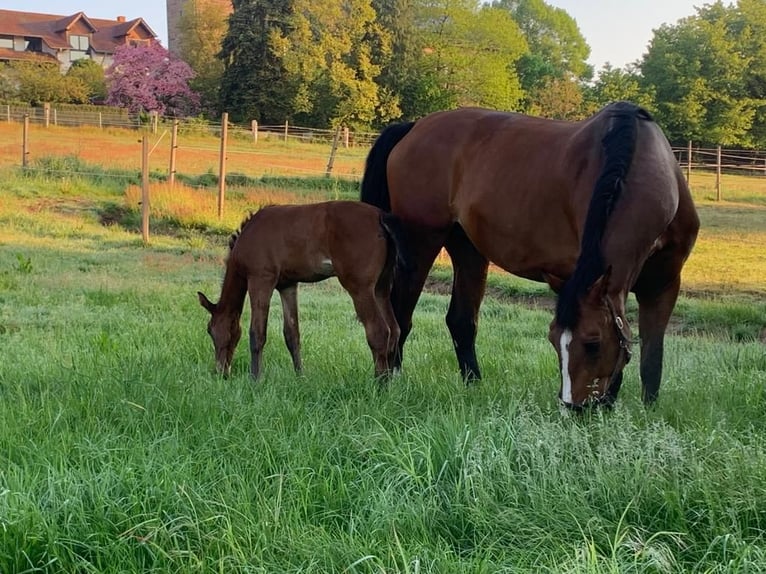 Koń westfalski Klacz 13 lat 172 cm Gniada in Kirkel