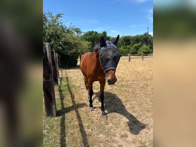 Koń westfalski Klacz 13 lat 172 cm Gniada in Walldorf