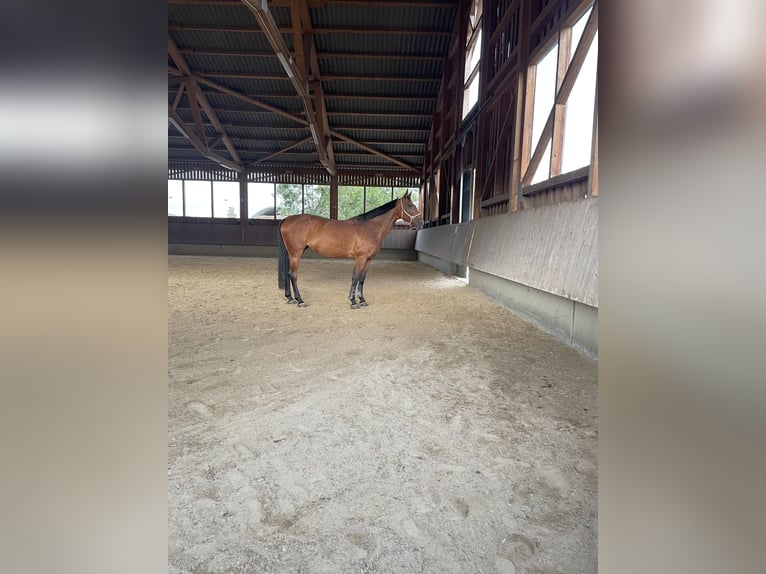 Koń westfalski Klacz 13 lat 172 cm Gniada in Walldorf