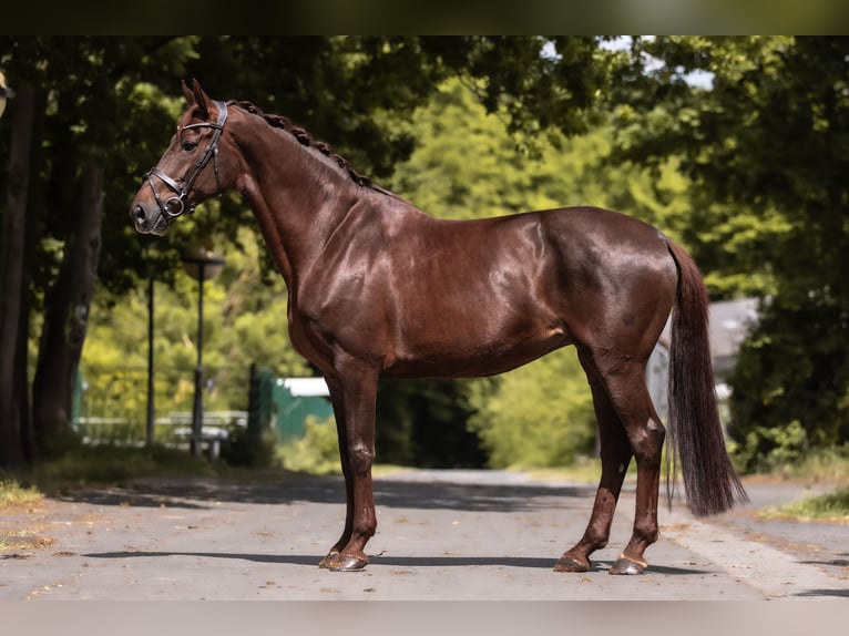 Koń westfalski Klacz 13 lat 173 cm Ciemnokasztanowata in Windhagen