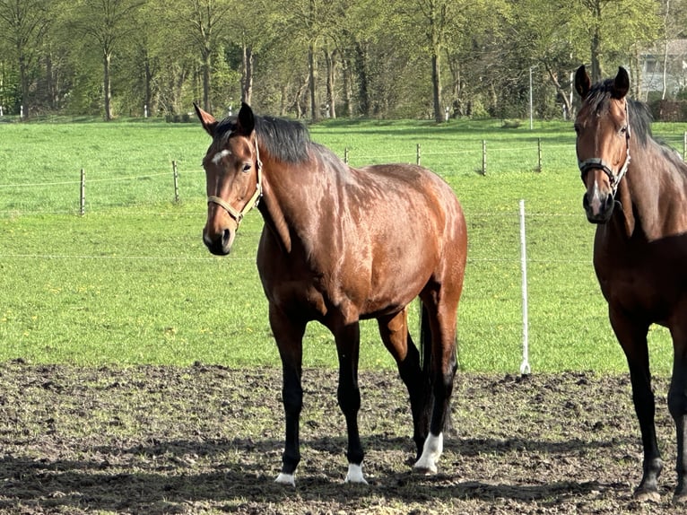 Koń westfalski Klacz 13 lat 173 cm Gniada in Langwedel