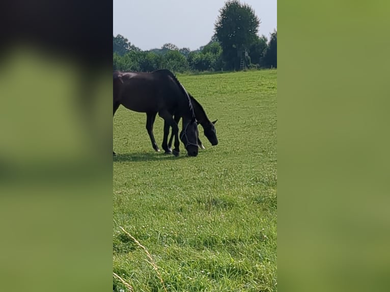 Koń westfalski Klacz 13 lat 174 cm Ciemnogniada in Schöppingen