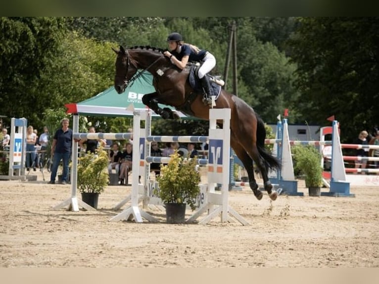 Koń westfalski Klacz 13 lat 174 cm Ciemnogniada in Schöppingen