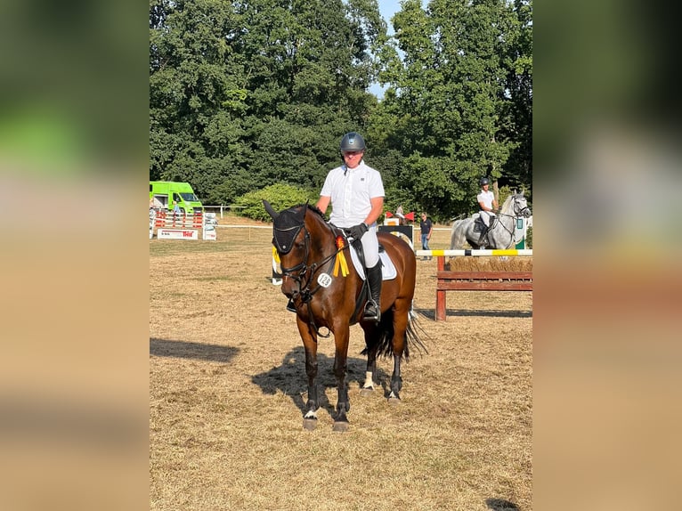 Koń westfalski Klacz 13 lat 175 cm Gniada in Bassum