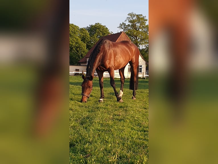 Koń westfalski Klacz 13 lat 175 cm Gniada in Bassum