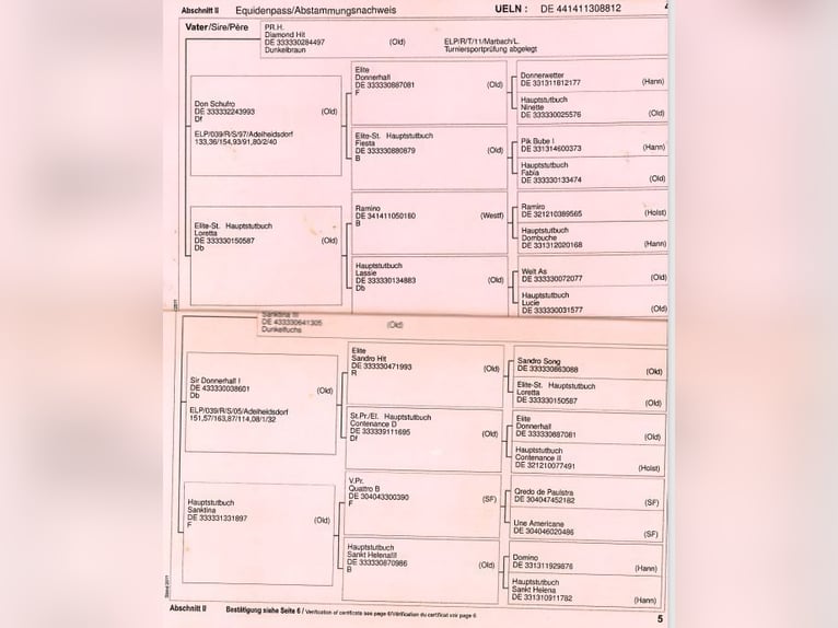 Koń westfalski Klacz 13 lat Ciemnokasztanowata in Neutal