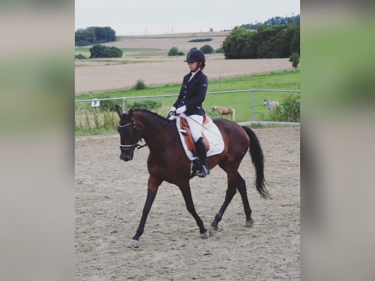 Koń westfalski Klacz 14 lat 160 cm Ciemnogniada in Gießen