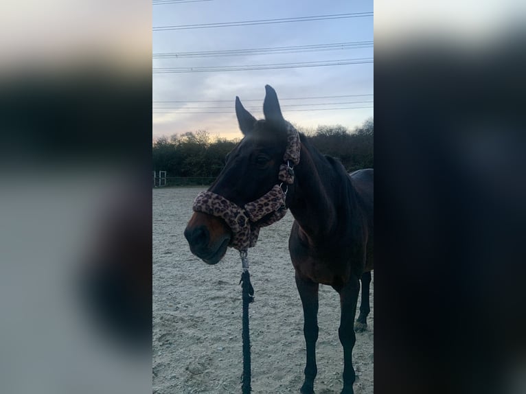 Koń westfalski Klacz 14 lat 160 cm Ciemnogniada in Gießen