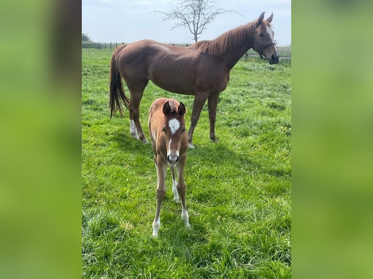 Koń westfalski Klacz 14 lat 162 cm Kasztanowata in Velen