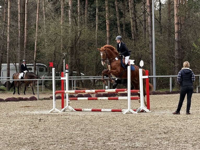 Koń westfalski Klacz 14 lat 163 cm Kasztanowata in Bad Eilsen