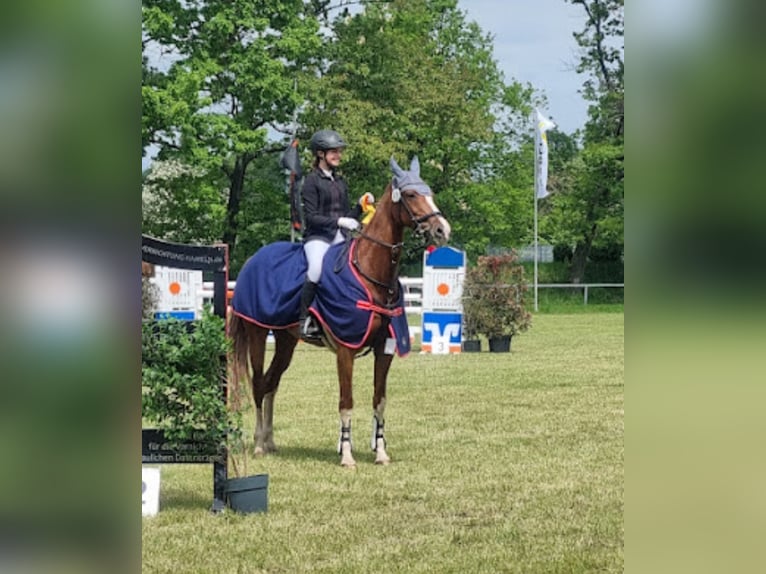 Koń westfalski Klacz 14 lat 164 cm Kasztanowata in Winsen (Aller)