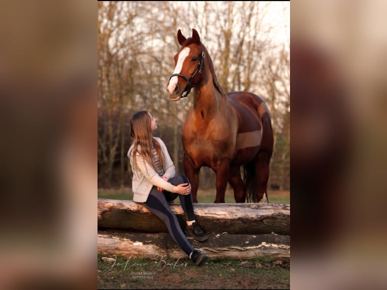 Koń westfalski Klacz 14 lat 164 cm Kasztanowata in Winsen (Aller)