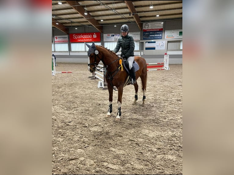 Koń westfalski Klacz 14 lat 164 cm Kasztanowata in Winsen (Aller)