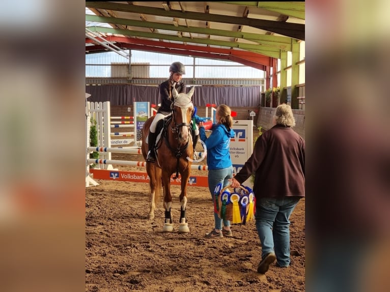 Koń westfalski Klacz 14 lat 164 cm Kasztanowata in Winsen (Aller)