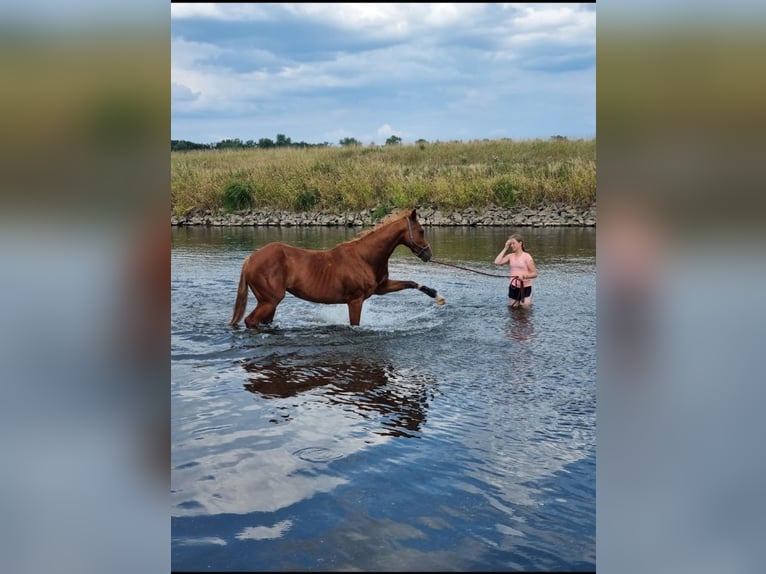 Koń westfalski Klacz 14 lat 164 cm Kasztanowata in Winsen (Aller)