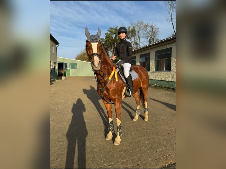 Koń westfalski Klacz 14 lat 164 cm Kasztanowata in Winsen (Aller)