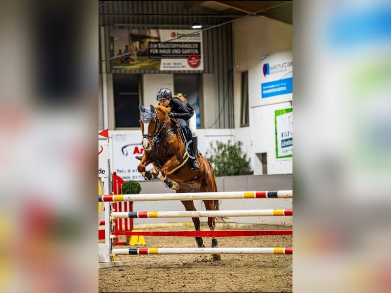 Koń westfalski Klacz 14 lat 164 cm Kasztanowata in Winsen (Aller)