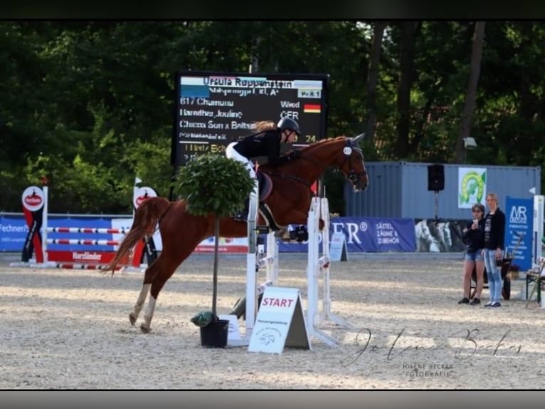 Koń westfalski Klacz 14 lat 164 cm Kasztanowata in Winsen (Aller)