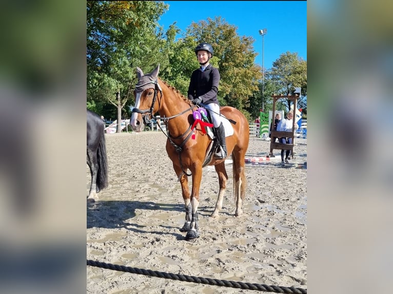 Koń westfalski Klacz 14 lat 164 cm Kasztanowata in Winsen (Aller)