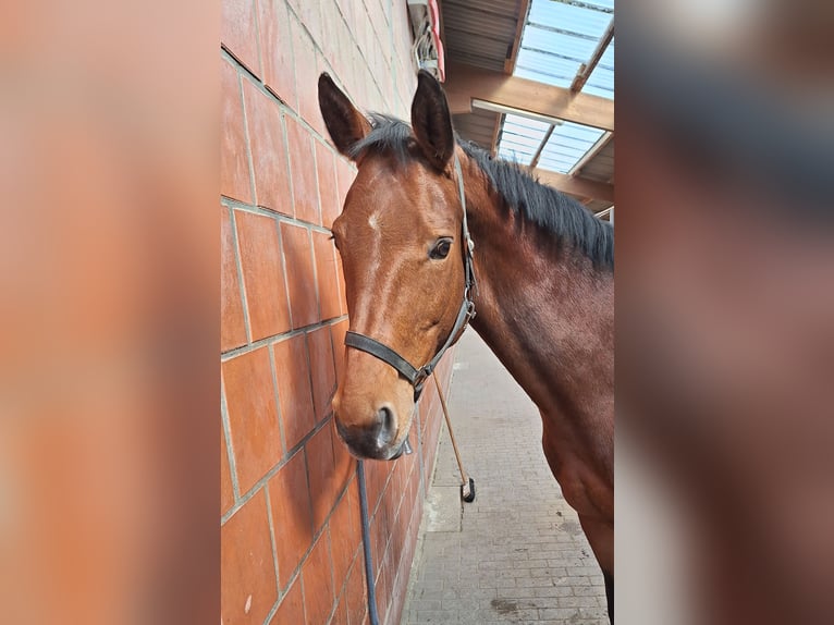 Koń westfalski Klacz 14 lat 165 cm Gniada in Bönen
