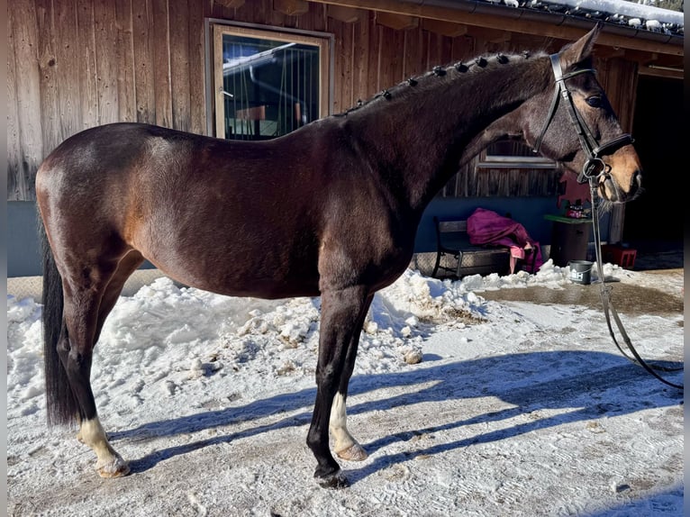 Koń westfalski Klacz 14 lat 165 cm Gniada in Nesselwängle