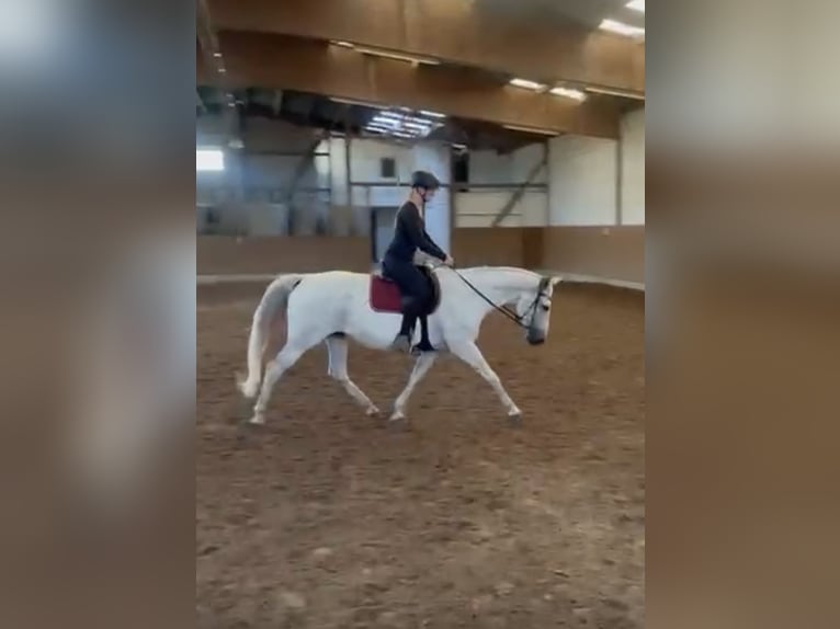 Koń westfalski Klacz 14 lat 165 cm Siwa in Wunstorf Koń westfalski Klacz 14 lat 165 cm Siwa in Wunstorf