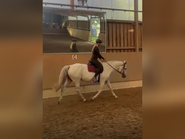 Koń westfalski Klacz 14 lat 165 cm Siwa in Wunstorf Koń westfalski Klacz 14 lat 165 cm Siwa in Wunstorf